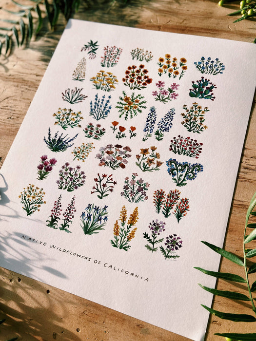 California Native Wildflowers Botanical Art Print Wall Decor